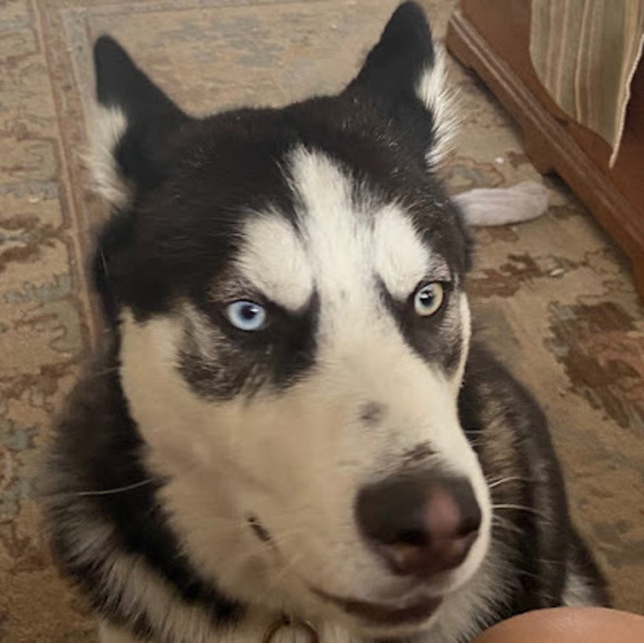 Meet your Posher, Maya - Picture 1 of 1